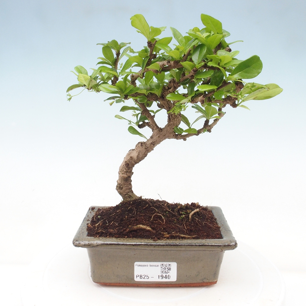 Pokojová bonsai - Carmona macrophylla - Čaj fuki