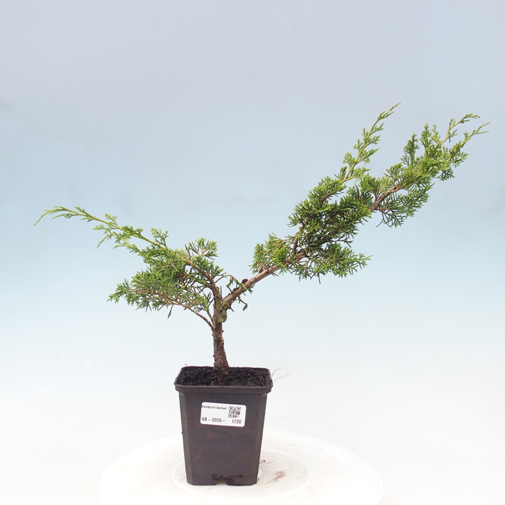 Venkovní bonsai - Juniperus chinensis Itoigawa -Jalovec čínský