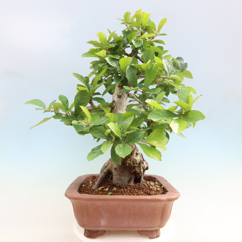 Venkovní bonsai - Blýskalka chlupatá - Photinia villosa