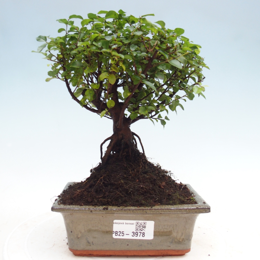 Pokojová bonsai - Sagerécie thea - Sagerécie thea
