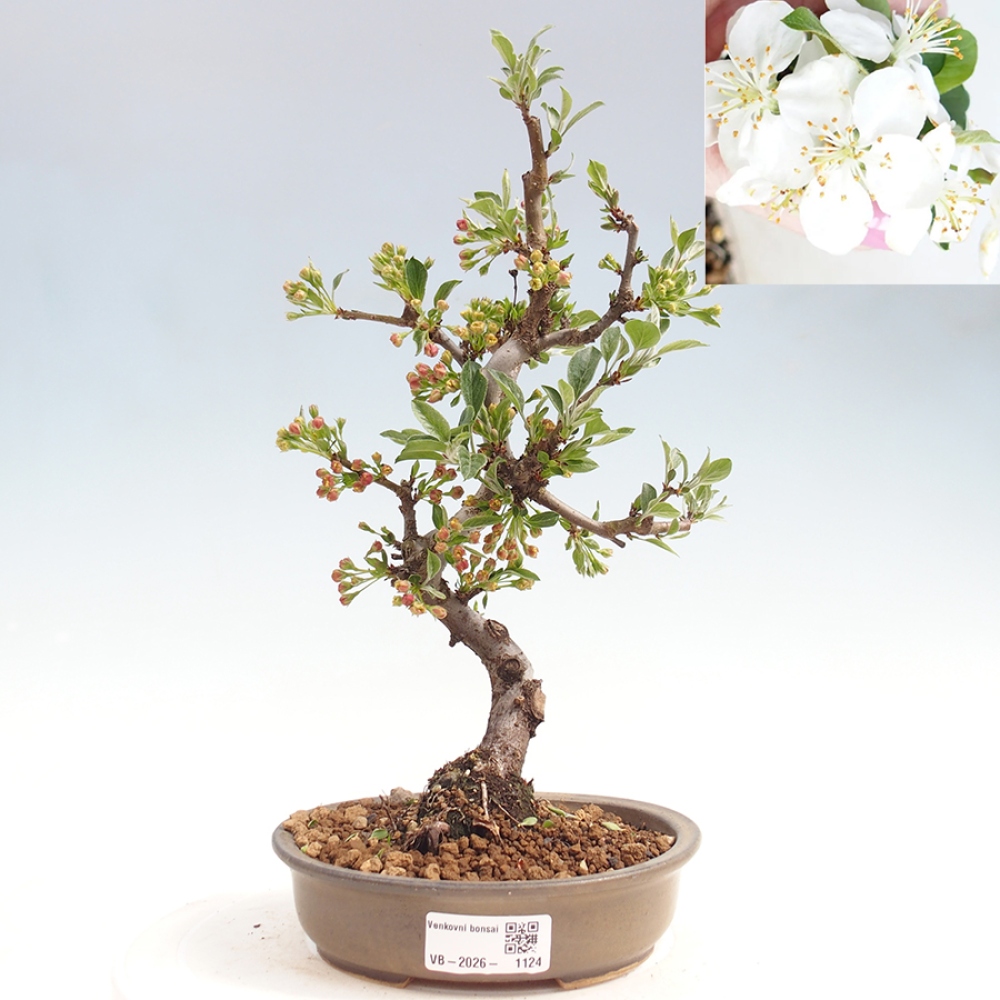 Venkovní bonsai - Malus sargentii -  Maloplodá jabloň