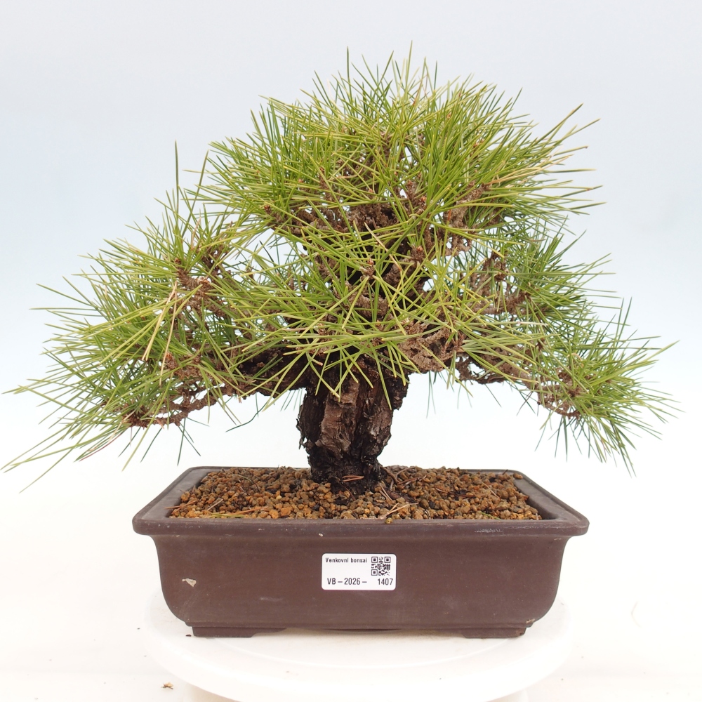 Venkovní bonsai - Pinus thunbergii - Borovice thunbergova