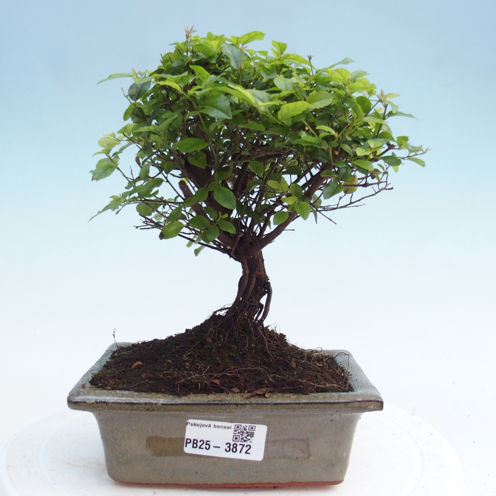 Pokojová bonsai - Sagerécie thea - Sagerécie thea