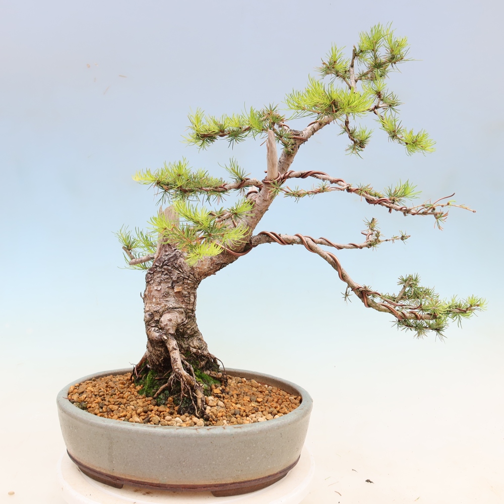 Venkovní bonsai -Larix decidua - Modřín opadavý 
