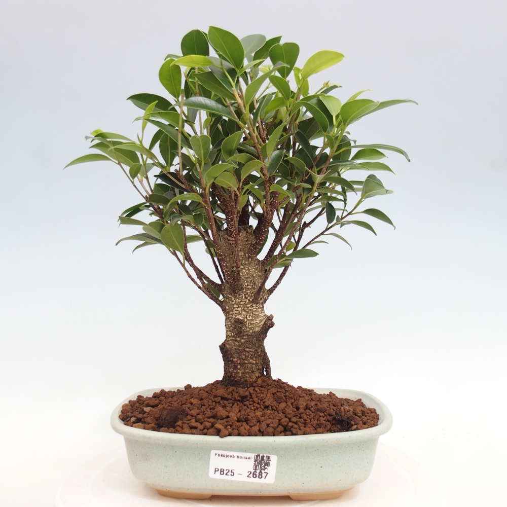Pokojová bonsai - Ficus retusa -  malolistý fíkus