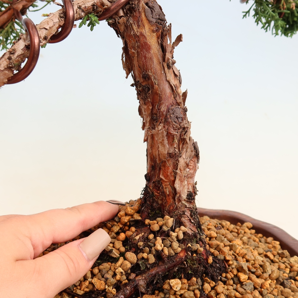 Venkovní bonsai - Juniperus chinensis Kishu -Jalovec čínský