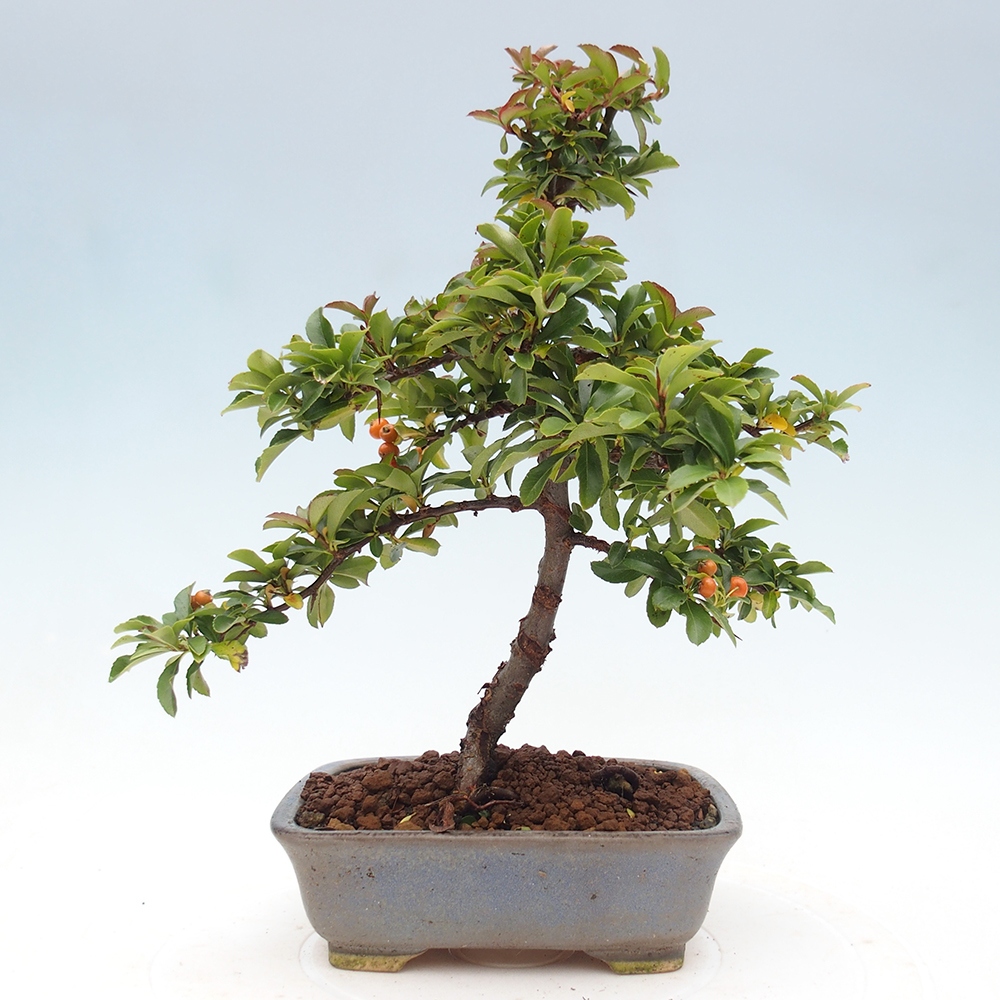 Venkovní bonsai-Pyracanta Teton -Hlohyně