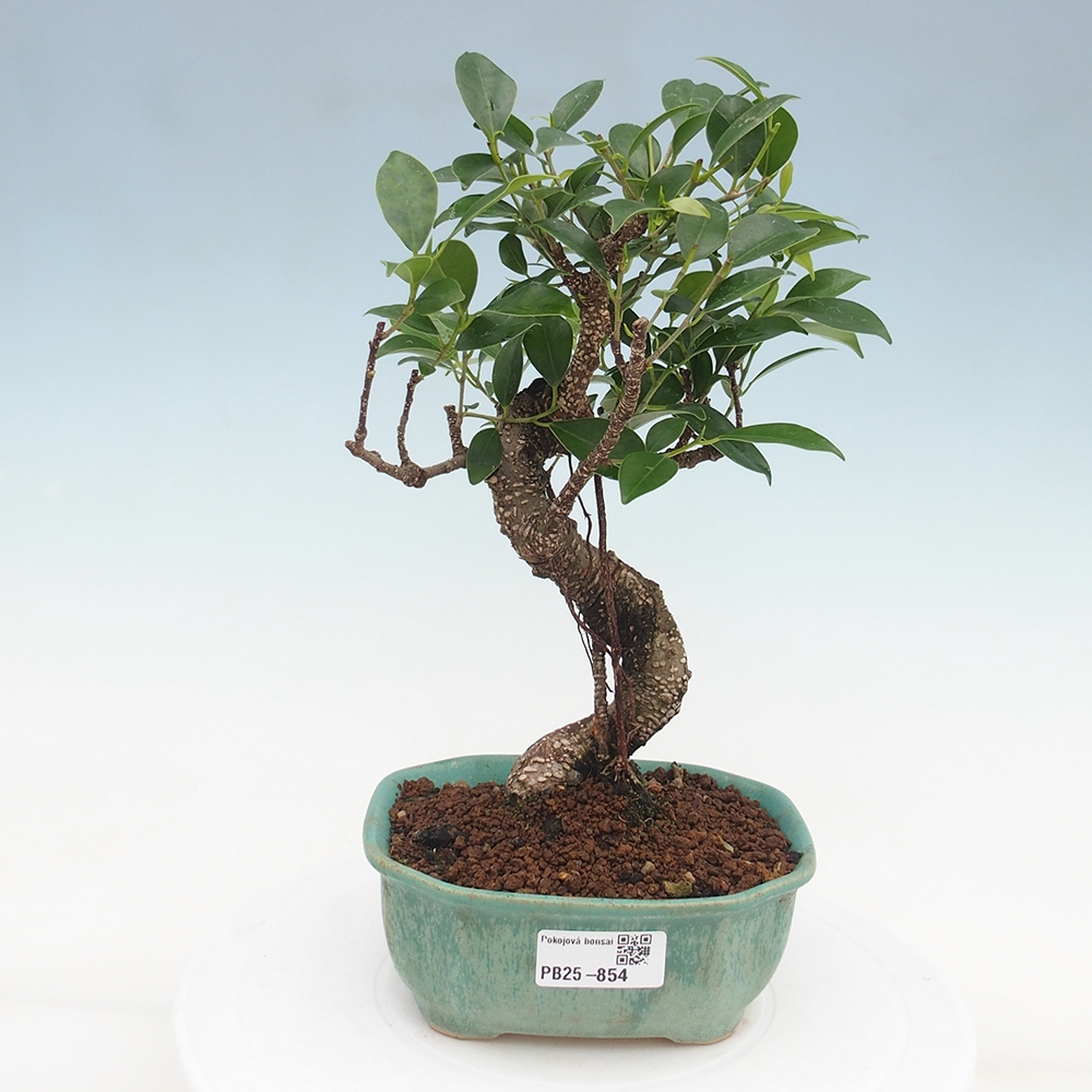 Pokojová bonsai - Ficus retusa -  malolistý fíkus