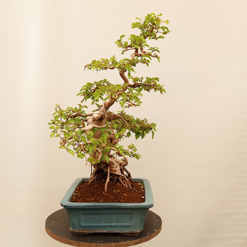 Venkovní bonsai -Carpinus Coreana - Habr korejský