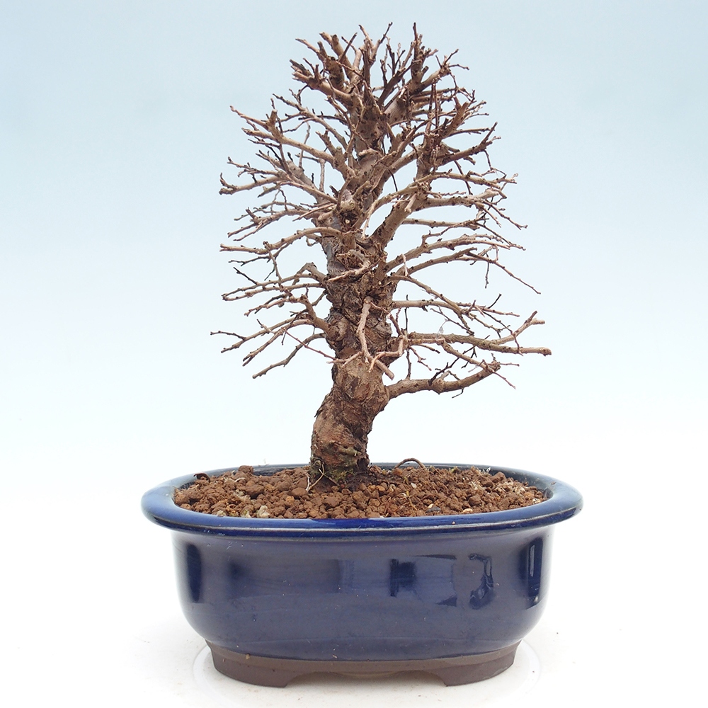 Venkovní bonsai - Zelkova - Zelkova NIRE