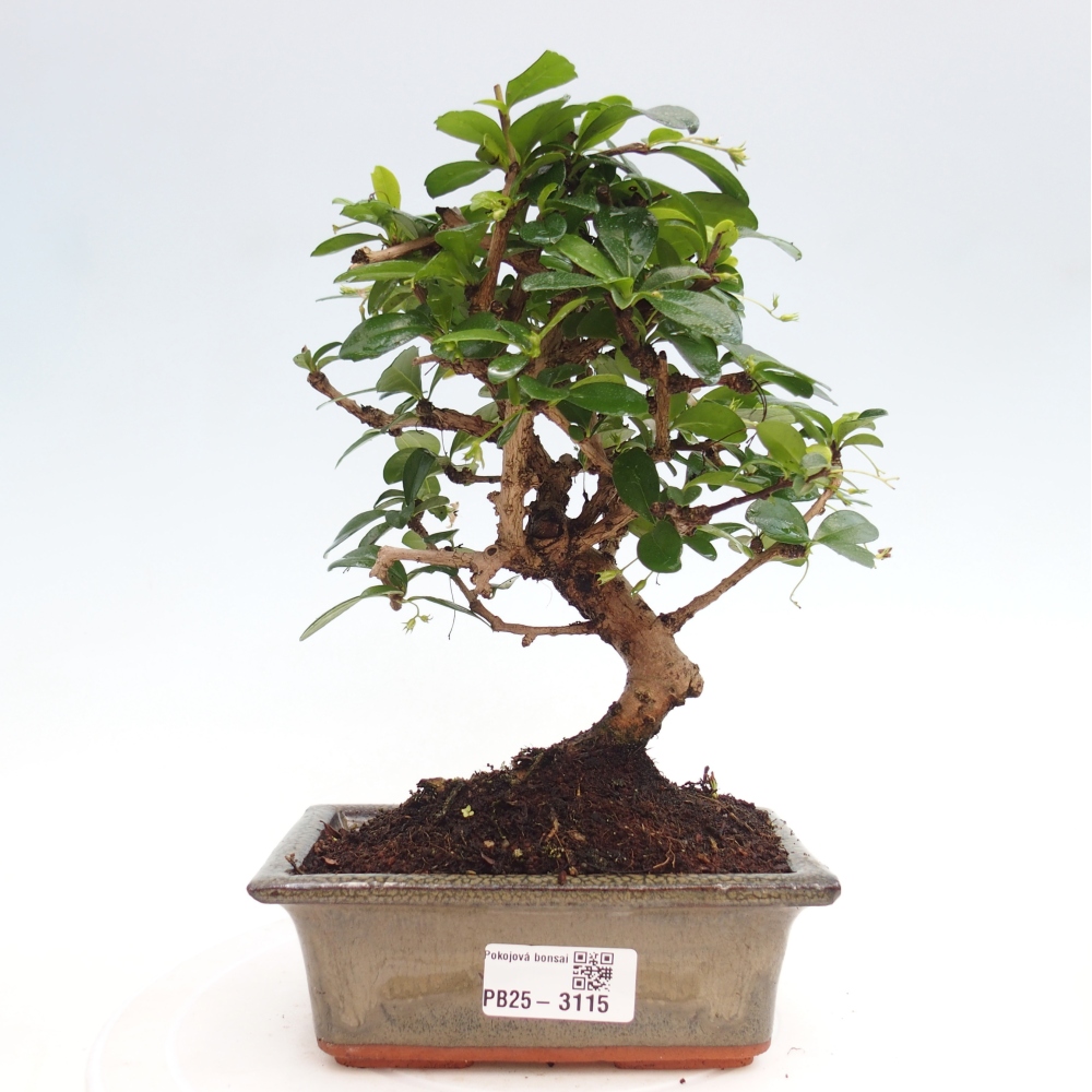 Pokojová bonsai - Carmona macrophylla - Čaj fuki