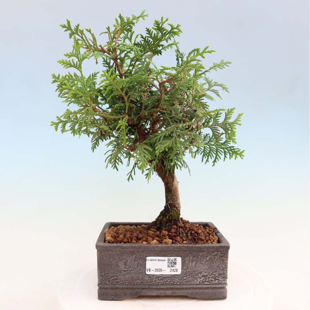 Venkovní bonsai - Thuja occidentalis - zerav