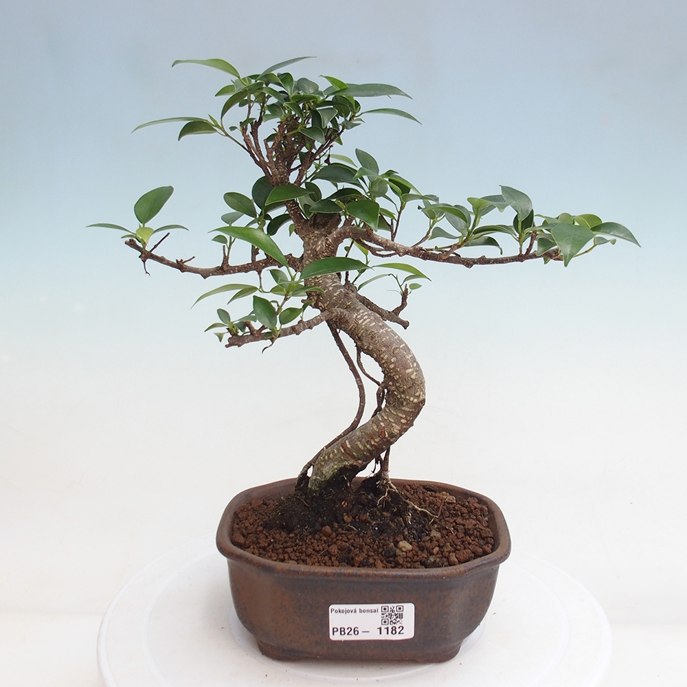 Pokojová bonsai - Ficus retusa -  malolistý fíkus