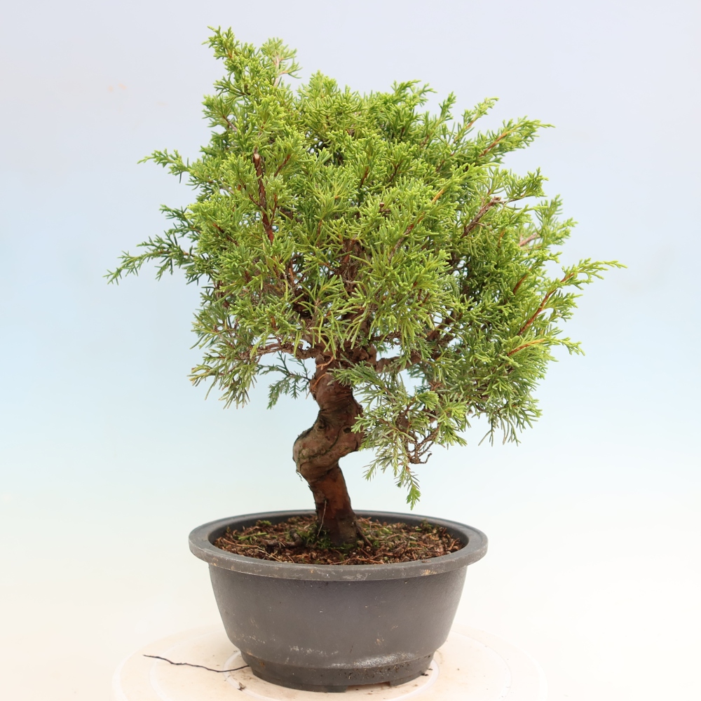 Venkovní bonsai - Juniperus chinensis Itoigawa-Jalovec čínský