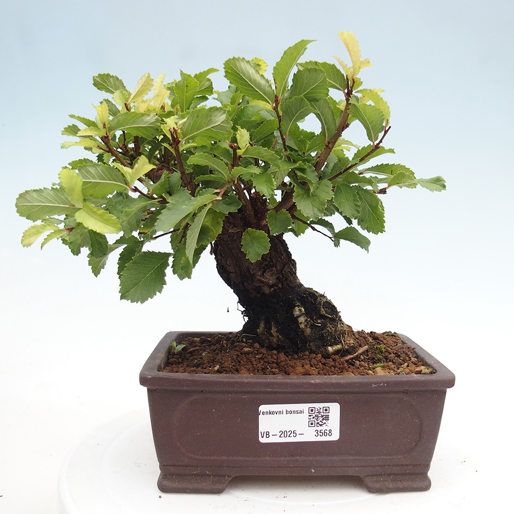 Venkovní bonsai - Zelkova - Zelkova NIRE