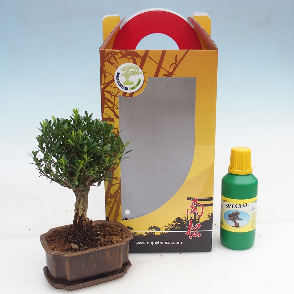 Pokojová bonsai v dárkové krabičce Buxus harlandii -korkový buxus