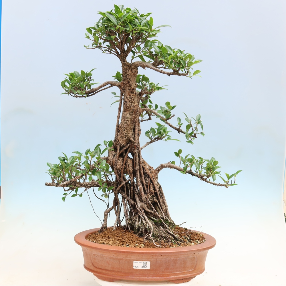 Pokojová bonsai - Ficus kimmen -  malolistý fíkus