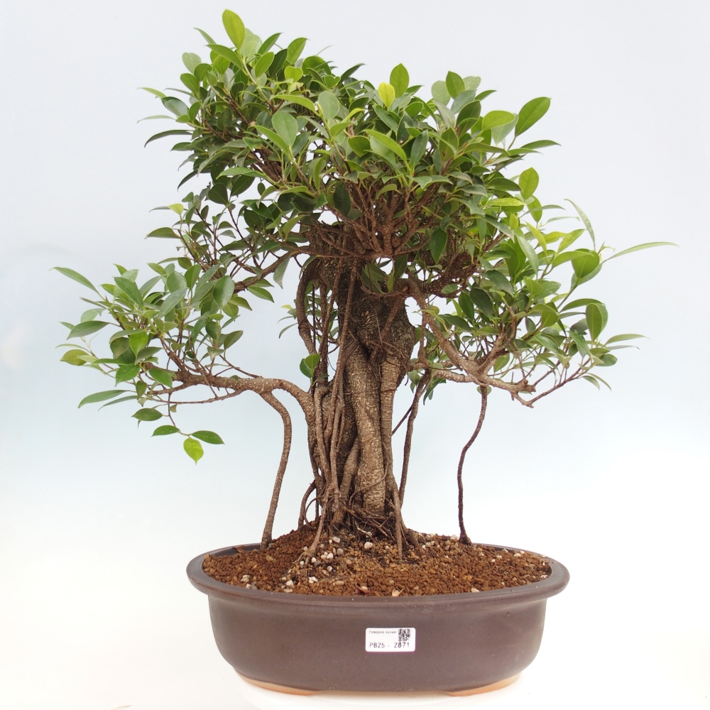 Pokojová bonsai - Ficus kimmen -  malolistý fíkus - POUZE OSOBNÍ ODBĚR nebo paletová přeprava