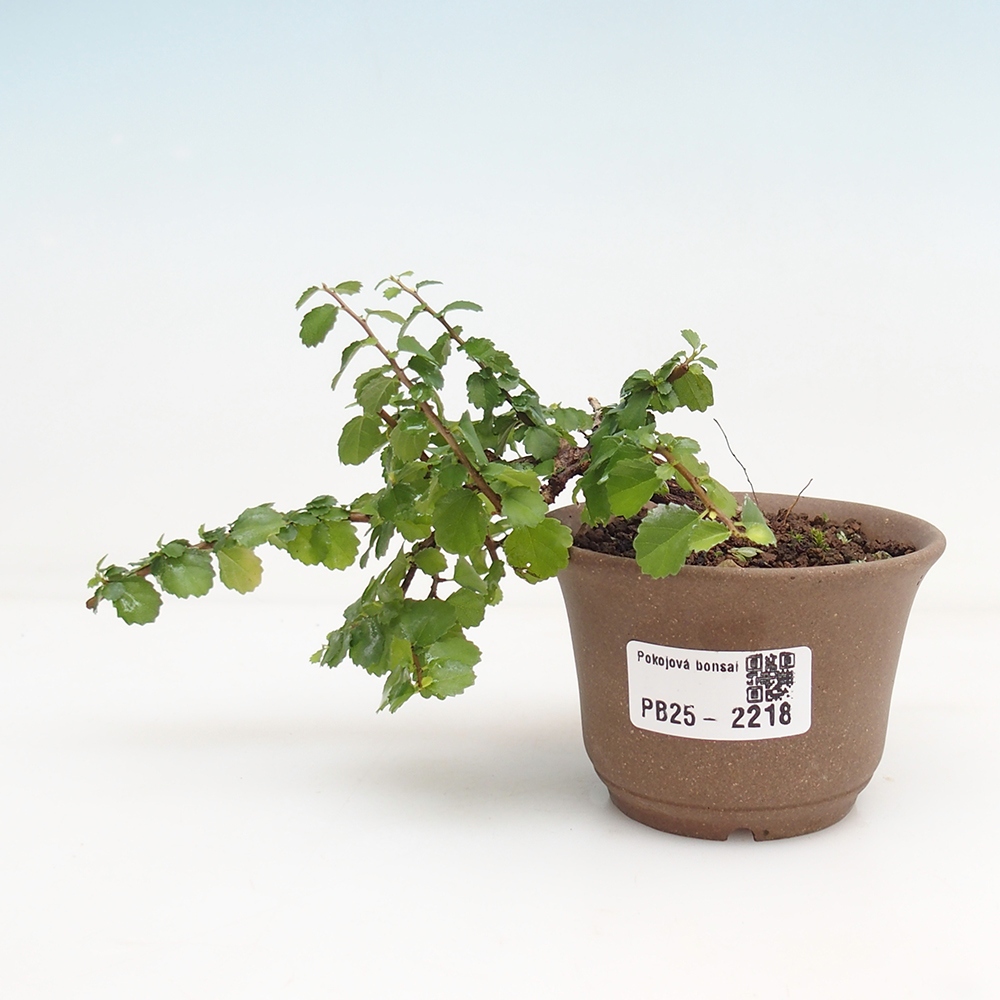 Pokojová bonsai - Grewia sp. - Grewie malolistá