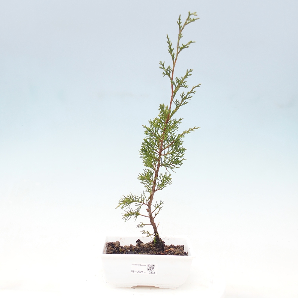 Venkovní bonsai - Juniperus chinensis Itoigawa -Jalovec čínský