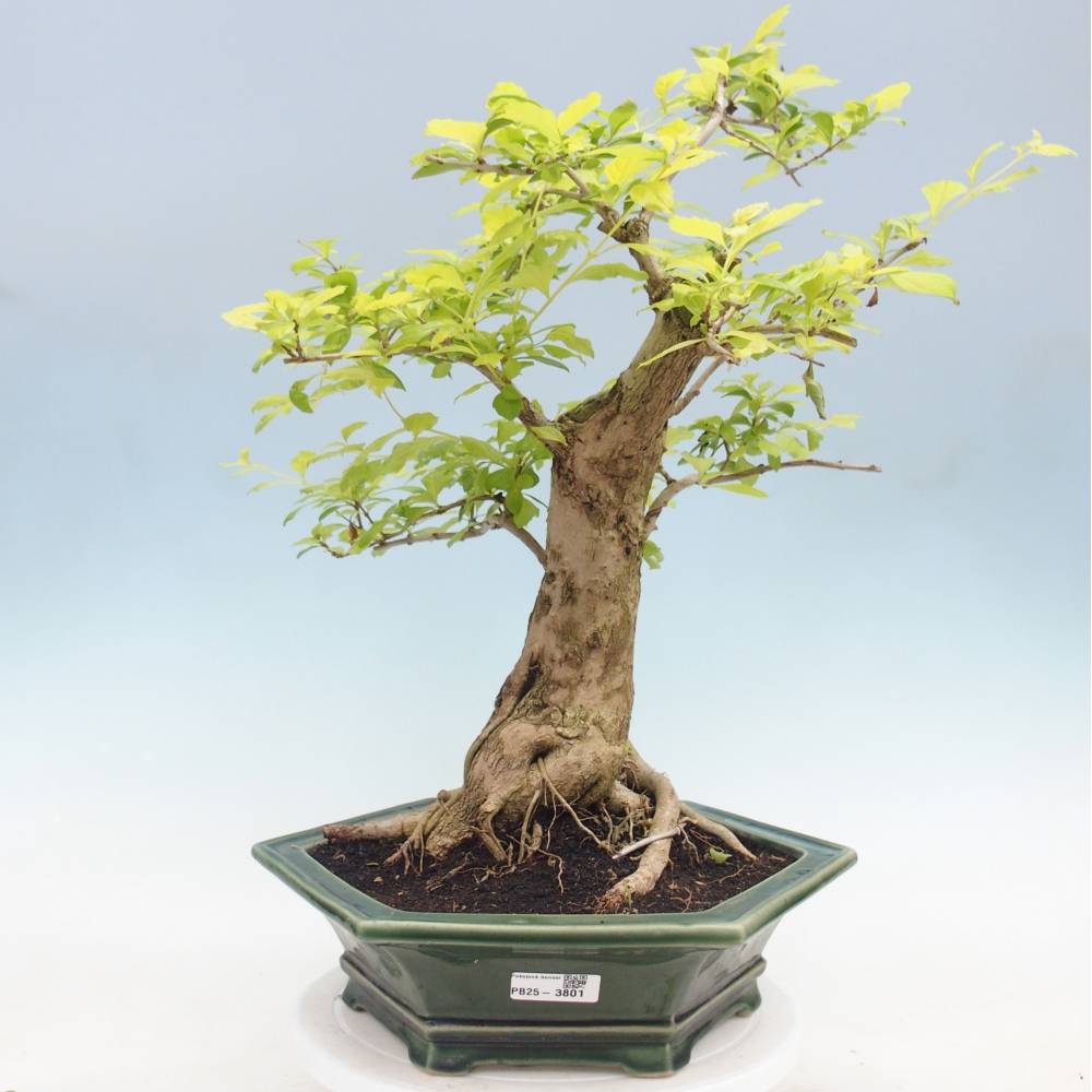 Pokojová bonsai - Duranta erecta Aurea