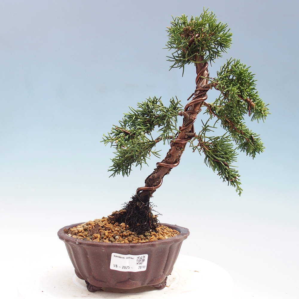 Venkovní bonsai - Juniperus chinensis Kishu -Jalovec čínský