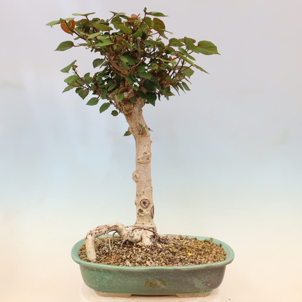 Pokojová bonsai - Hibiscus tiliaceus - Ibišek lípovitý, morský