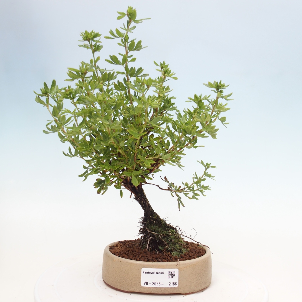 Venkovní bonsai-Mochna křovitá - potentila fruticosa yellow Bird
