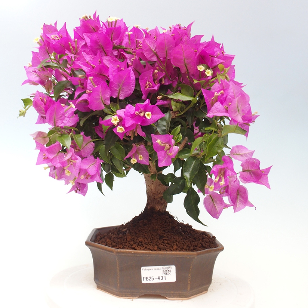 Pokojová bonsai - Bouganwilea
