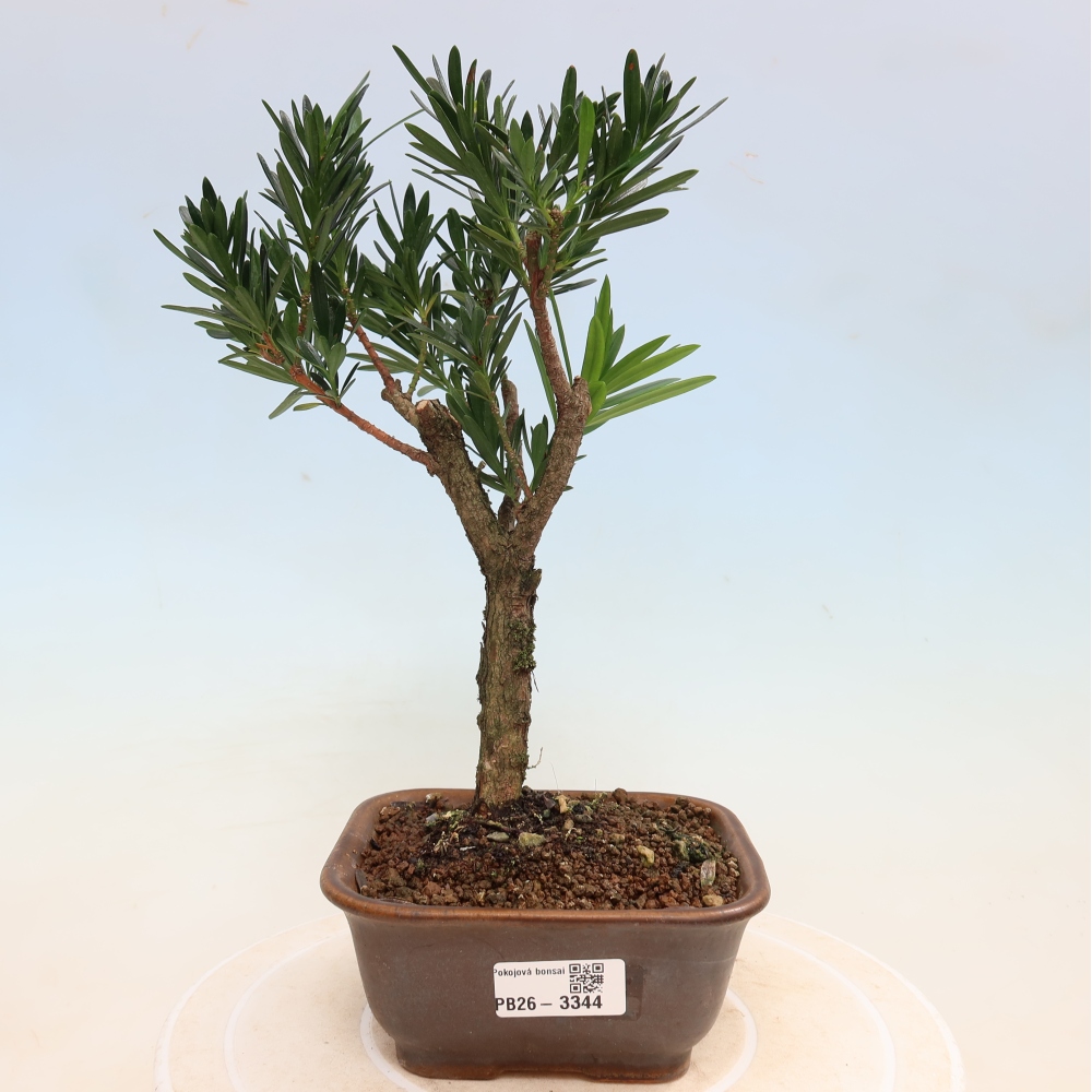 Pokojová bonsai - Podocarpus - Kamenný tis
