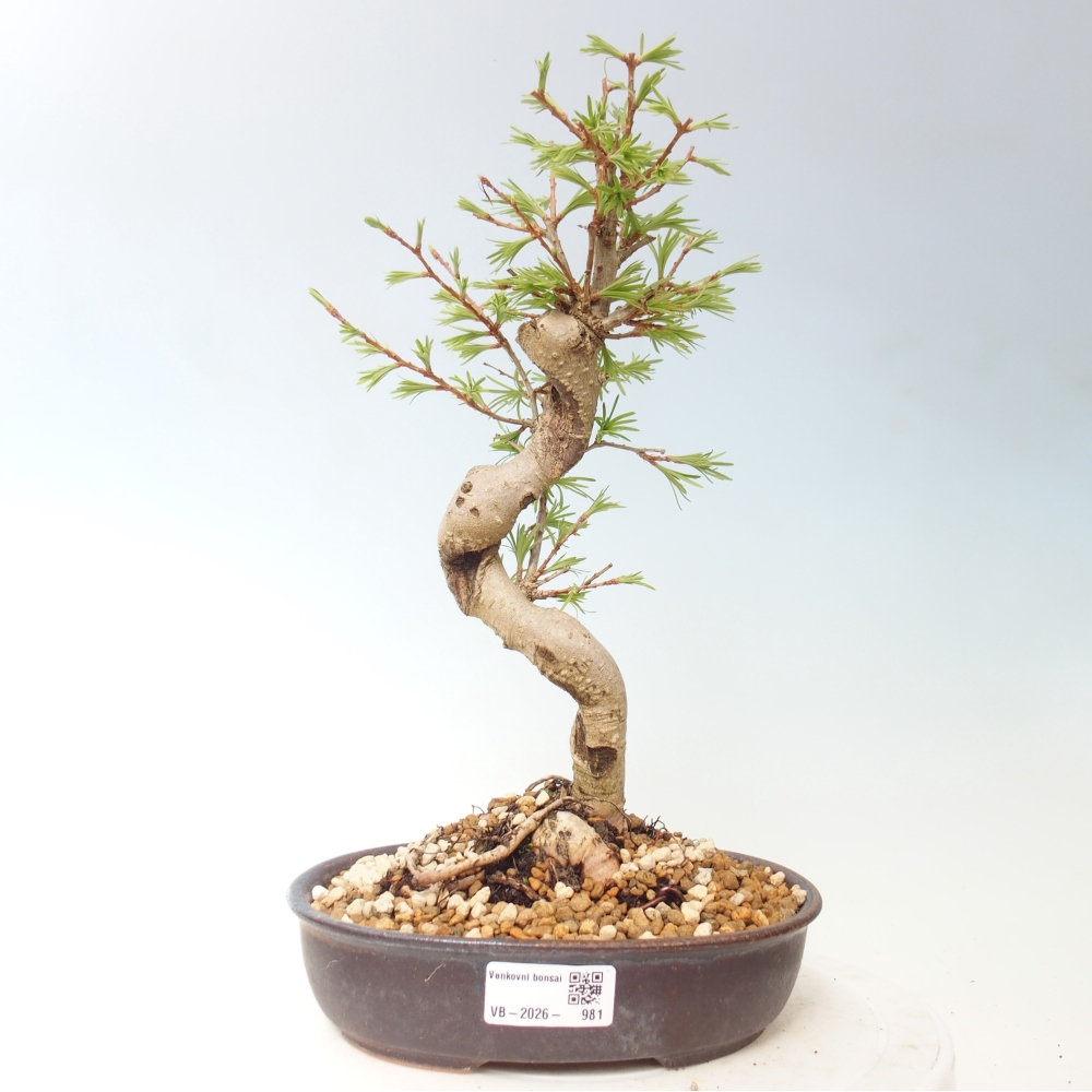 Venkovní bonsai -Pseudolarix amabis-Pamodřín