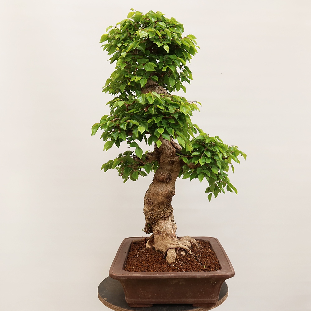Venkovní bonsai -Carpinus Coreana - Habr korejský