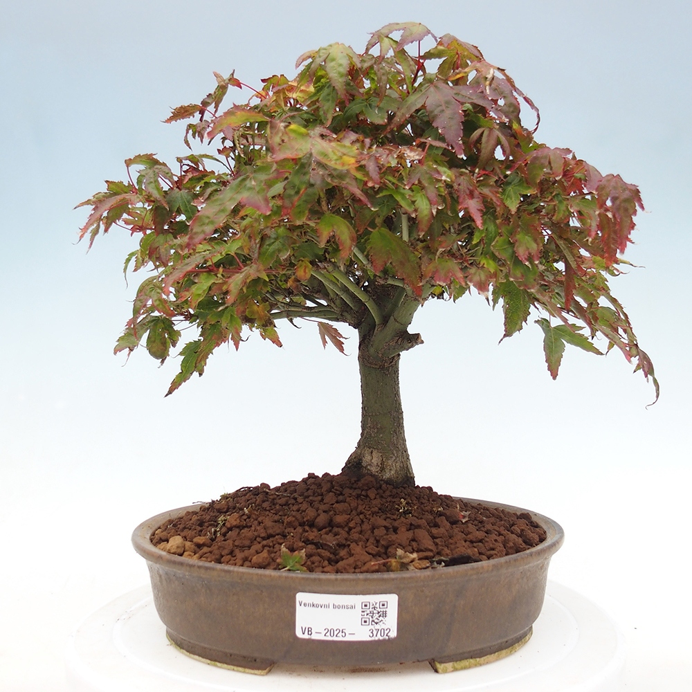 Acer palmatum KIOHIME - Javor dlanitolistý