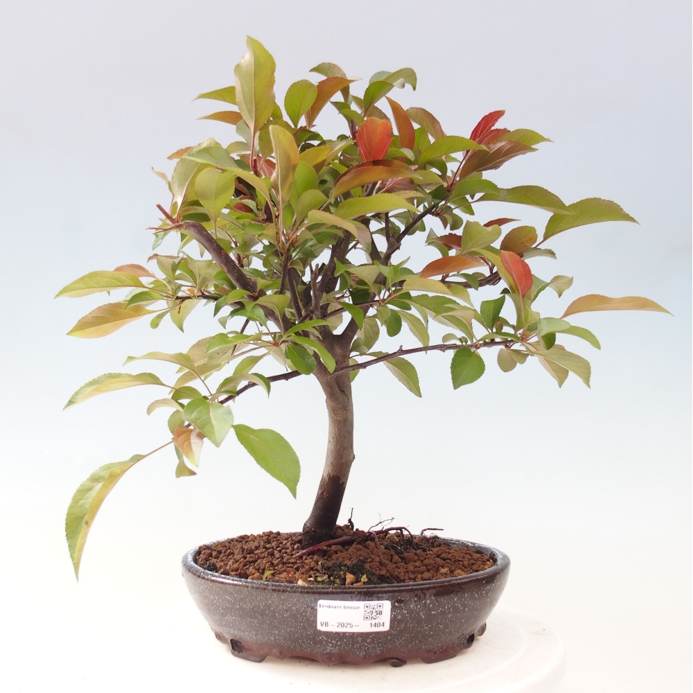 Venkovní bonsai -Malus domestica - Maloplodá jabloň červenolistá
