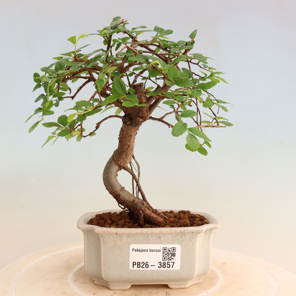 Pokojová bonsai - Ulmus parvifolia - Malolistý jilm