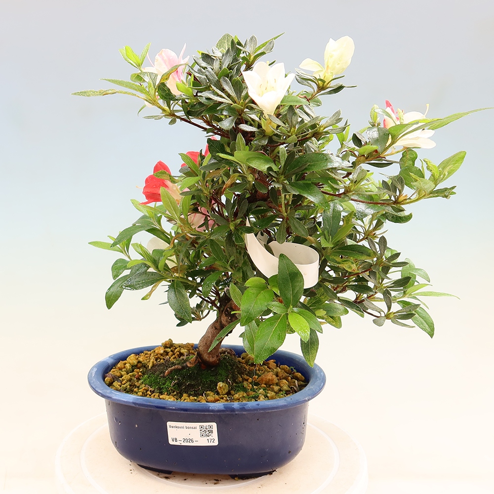 Venkovní bonsai - Japonská azalka - Azalea CHIHIRO