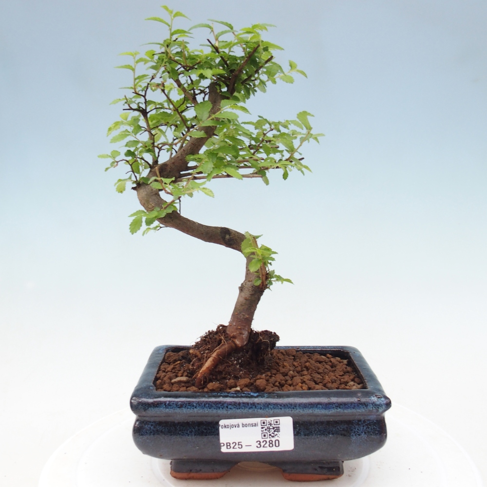 Pokojová bonsai - Ulmus parvifolia - Malolistý jilm