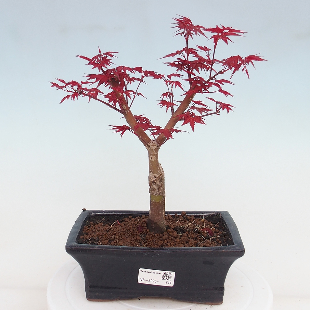 Venkovní bonsai - Javor dlanitolistý - Acer palmatum DESHOJO