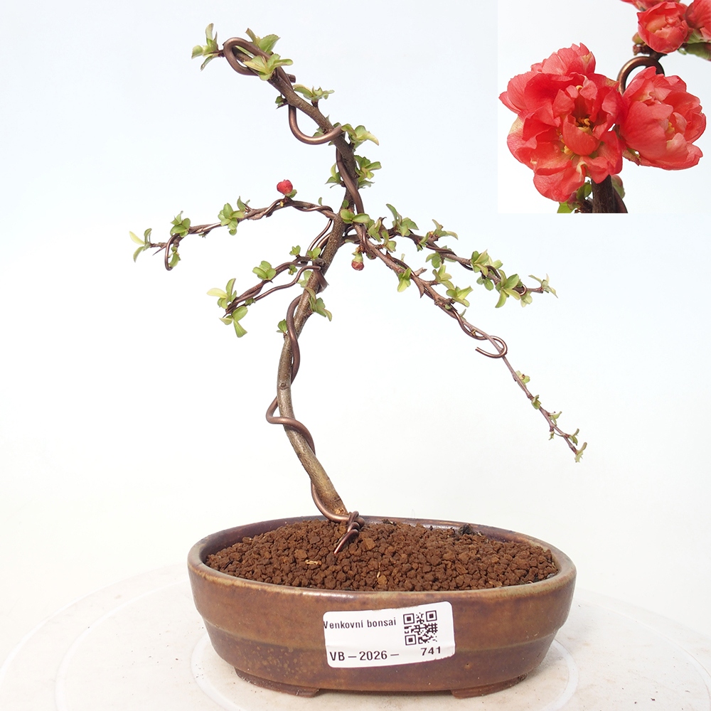 Venkovní bonsai - Chaneomeles s. Red Joy - Kdoulovec 