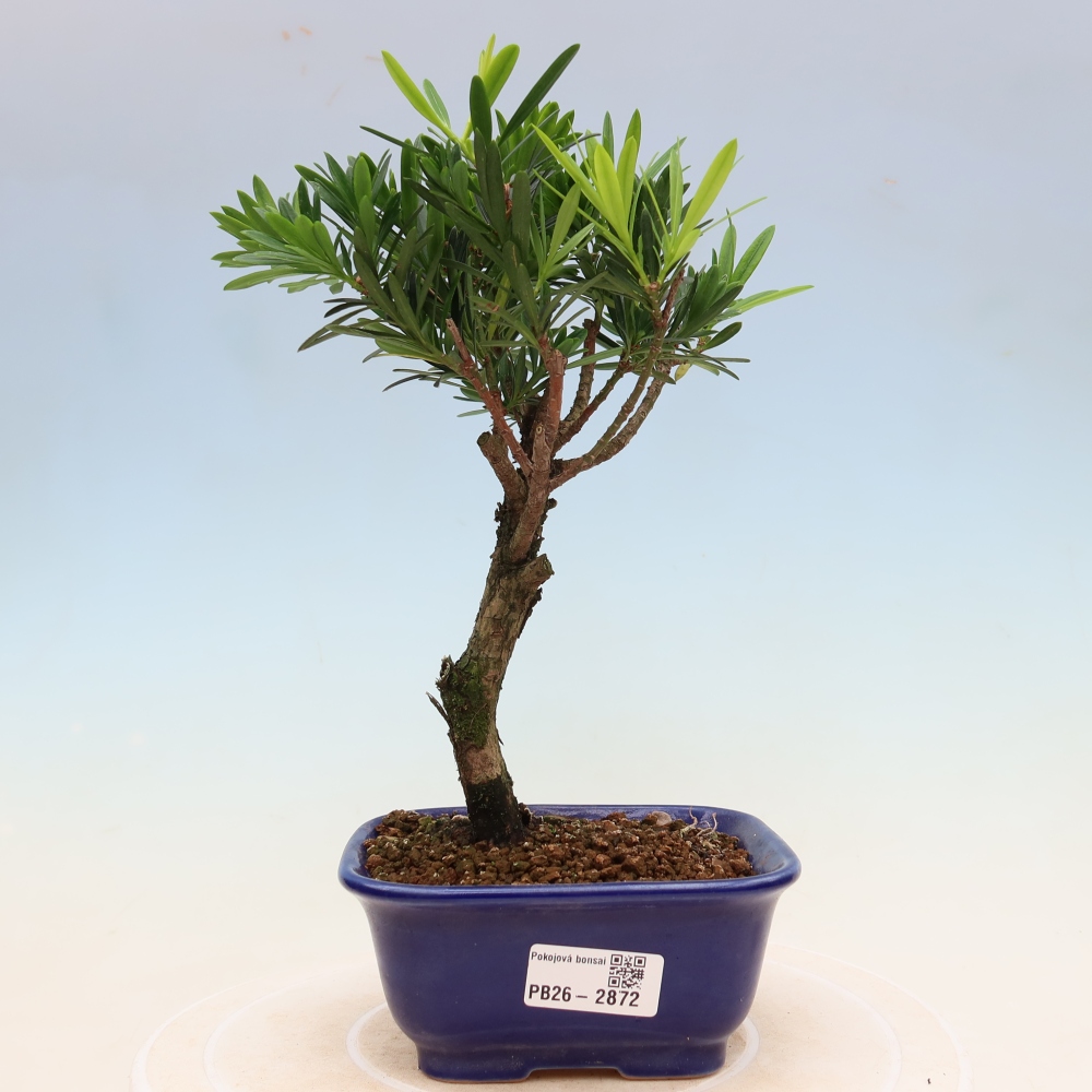 Pokojová bonsai - Podocarpus - Kamenný tis