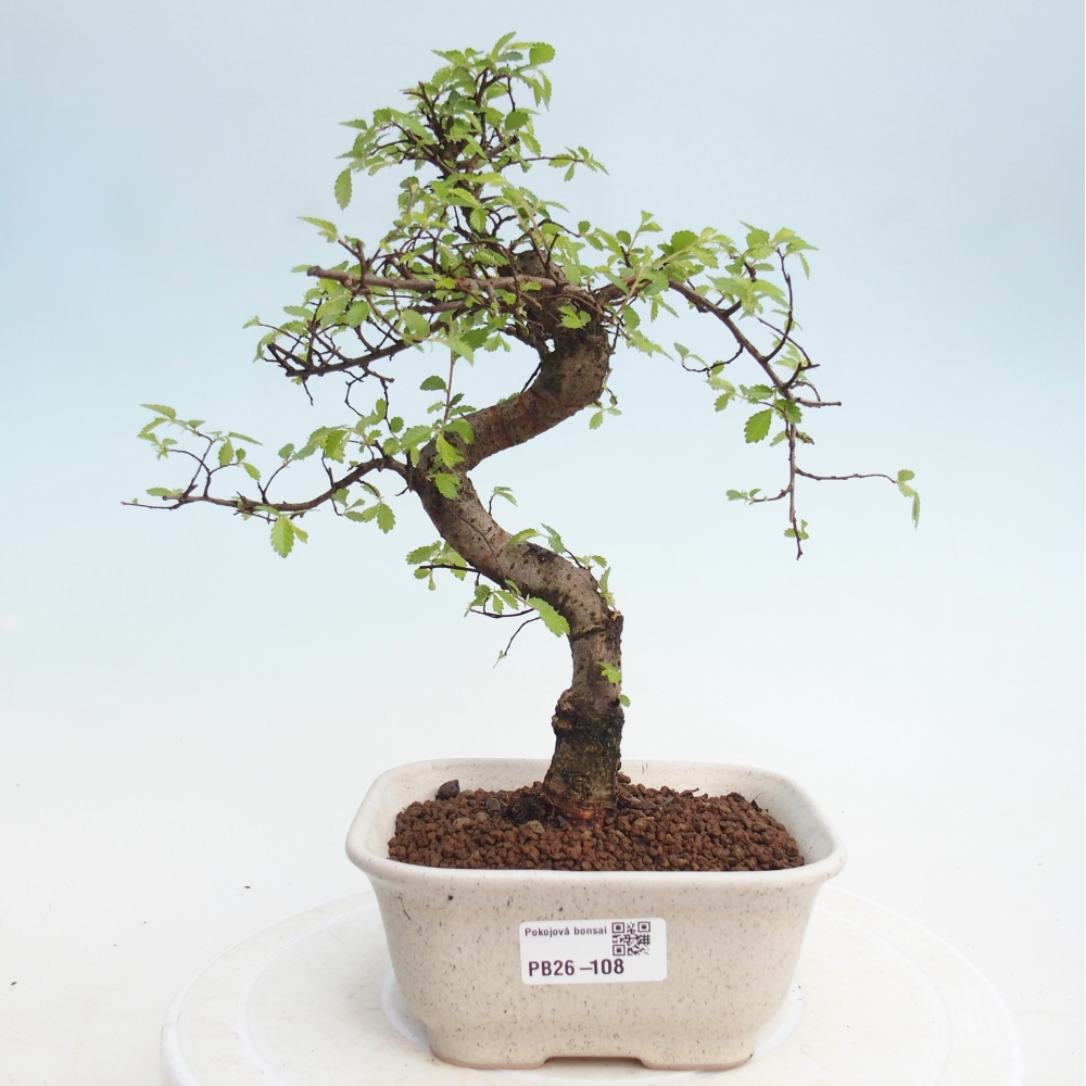 Pokojová bonsai - Ulmus parvifolia - Malolistý jilm