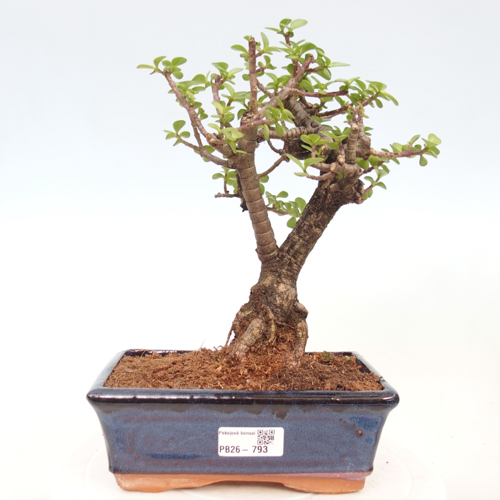 Pokojová bonsai - Portulakaria Afra - Tlustice