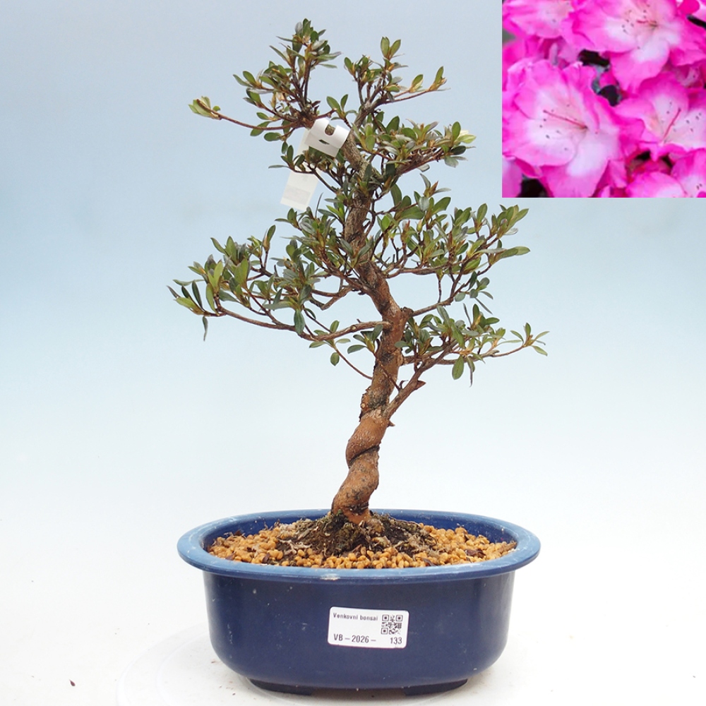 Venkovní bonsai - Japonská azalka - Azalea Mio