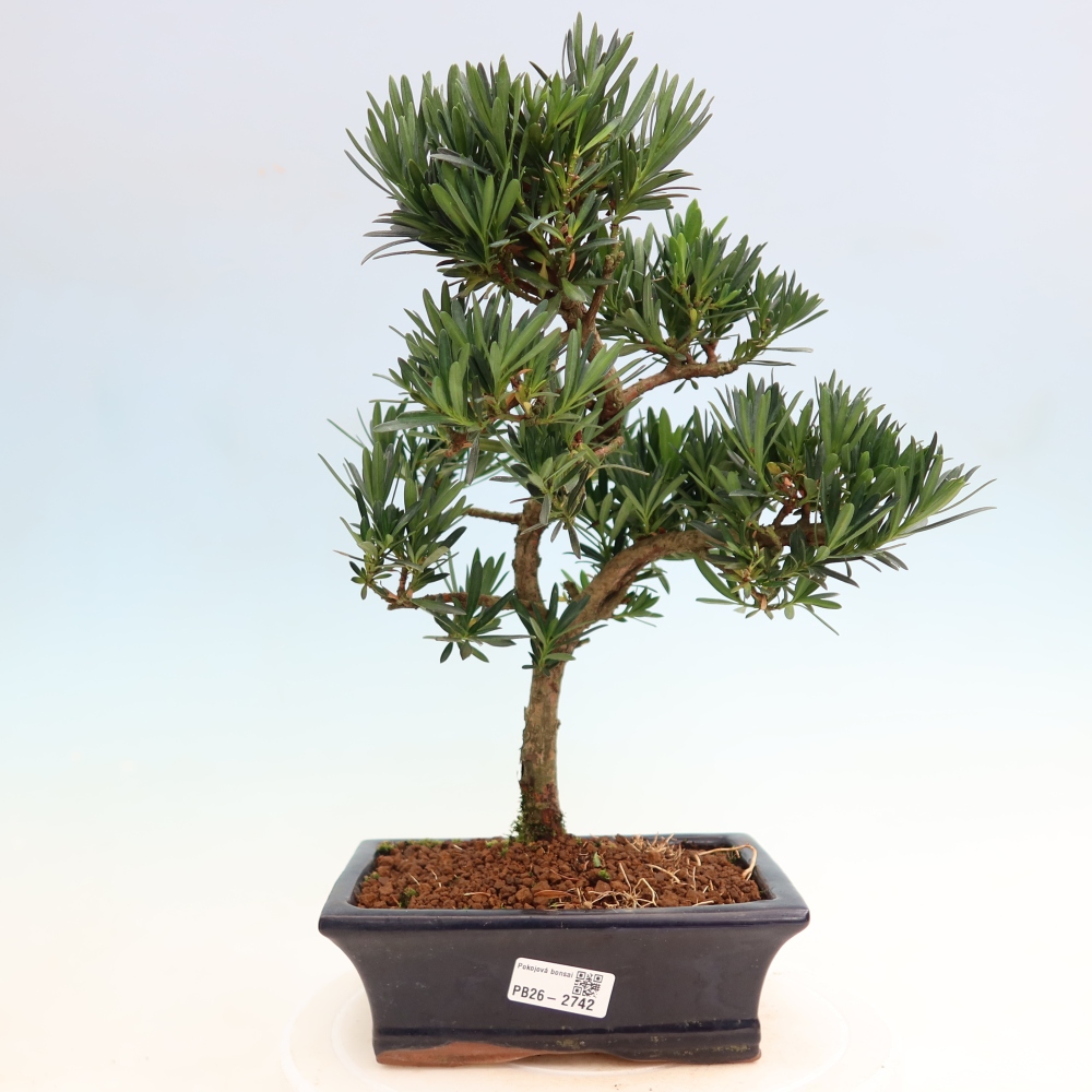 Pokojová bonsai - Podocarpus - Kamenný tis