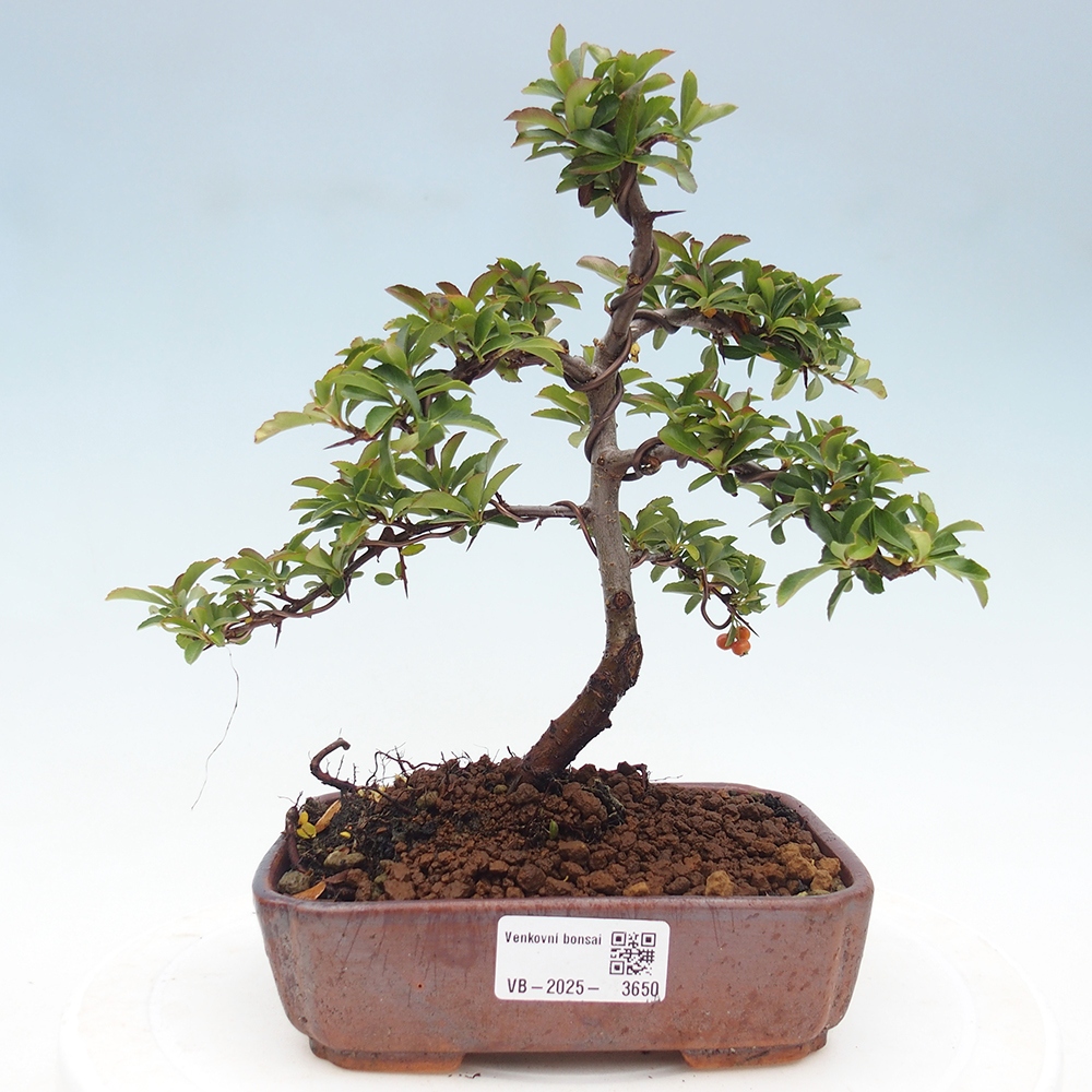 Venkovní bonsai-Pyracanta Teton -Hlohyně