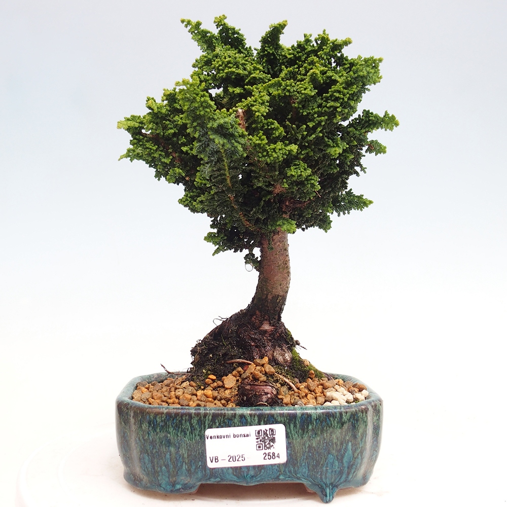 Venkovní bonsai - Cham. obtusa SEKKA HINOKI - Cypřišek