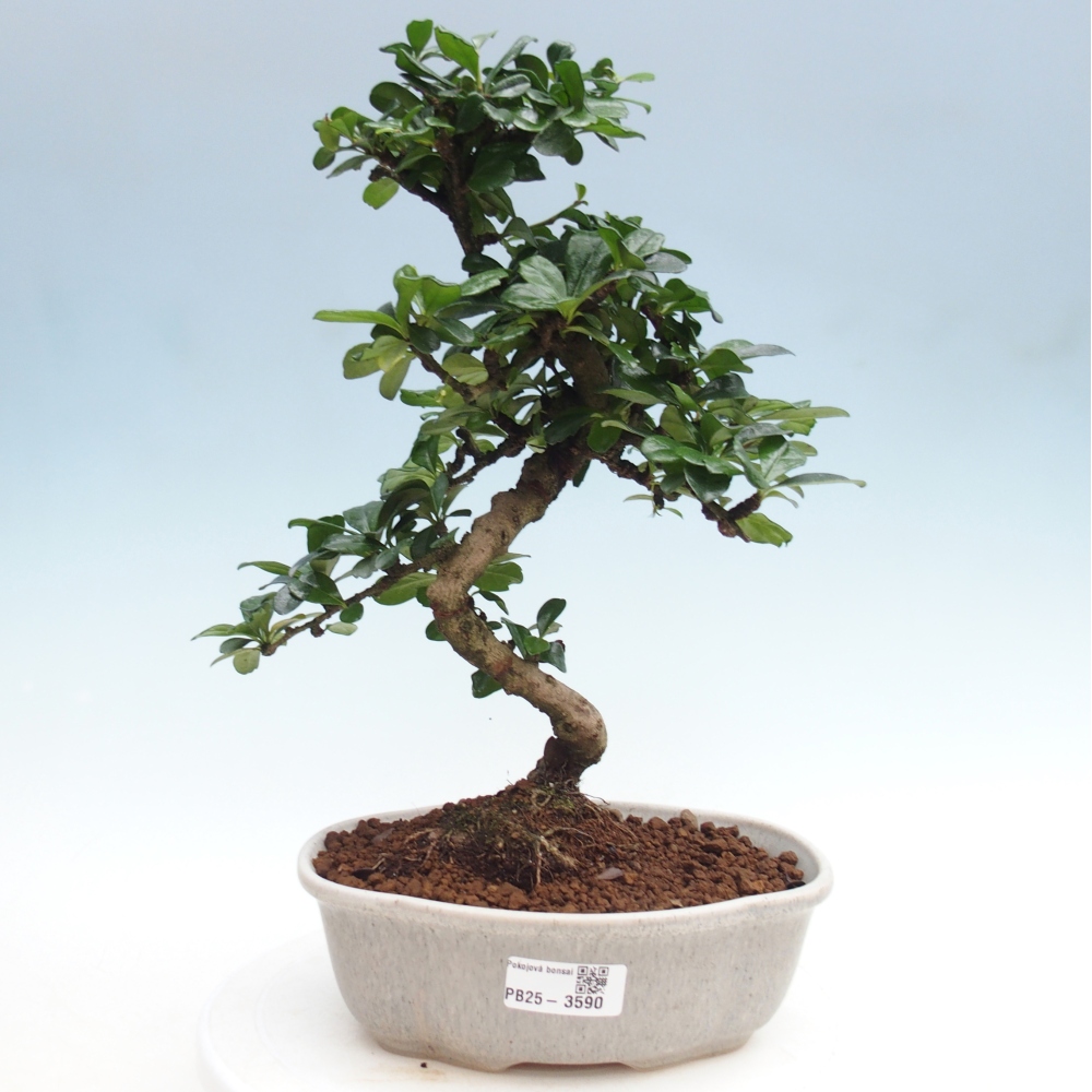 Pokojová bonsai - Carmona macrophylla - Čaj fuki