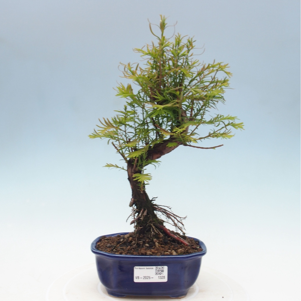Venkovní bonsai - Metasequoia glyptostroboides - Metasekvoje čínská