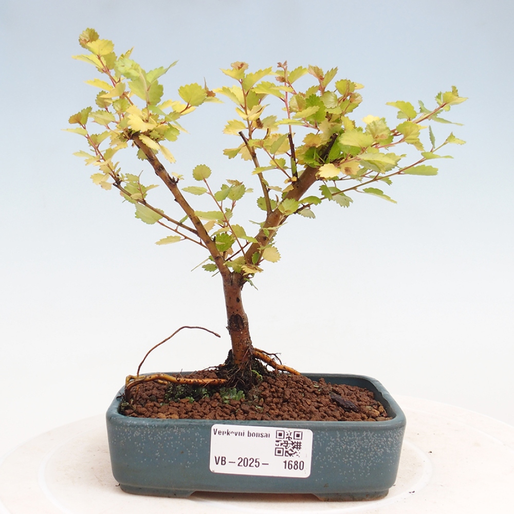 Venkovní bonsai - bříza trpasličí - Betula NANA Treasure
