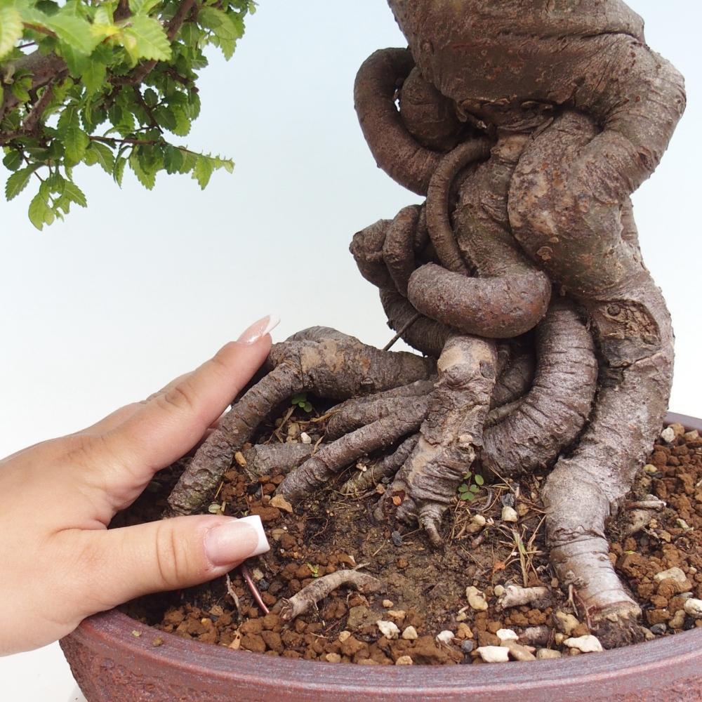 Venkovní bonsai - Ulmus parvifolia Hokkaido - jilm Čínský